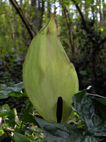 Arum maculatum